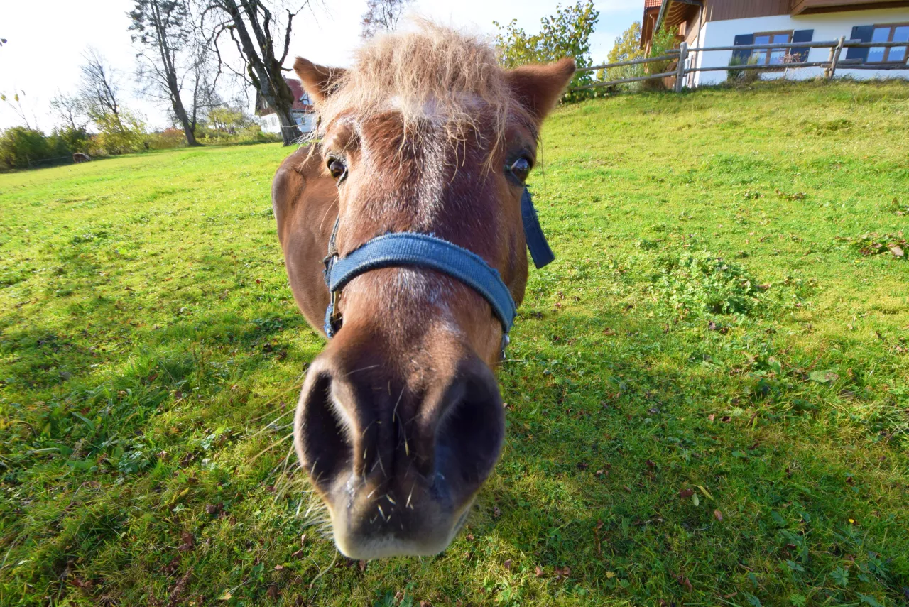 Pony Reiten