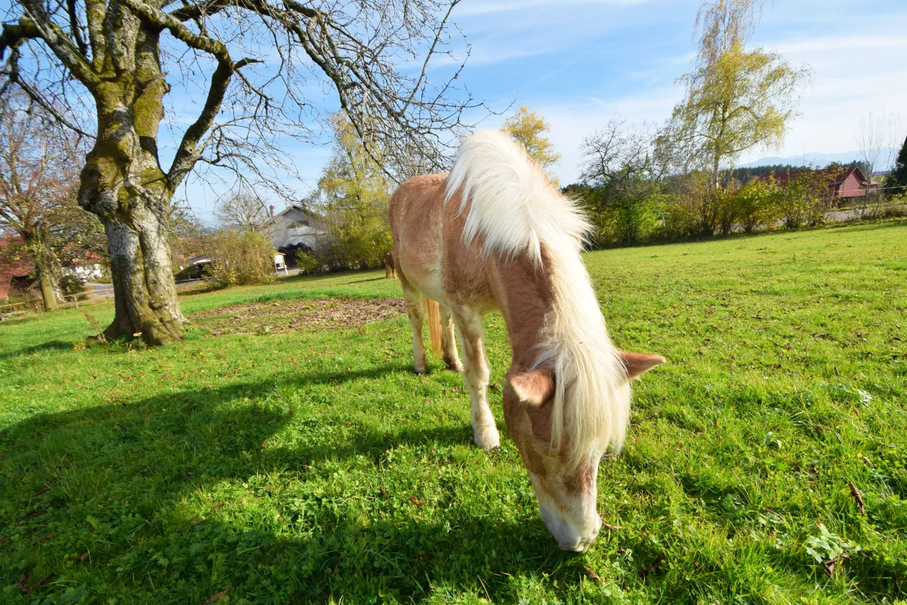 Tiere auf dem Ferienhof Tannheimer