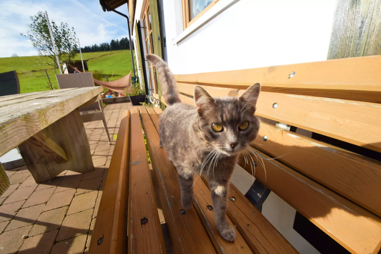 Tiere auf dem Ferienhof