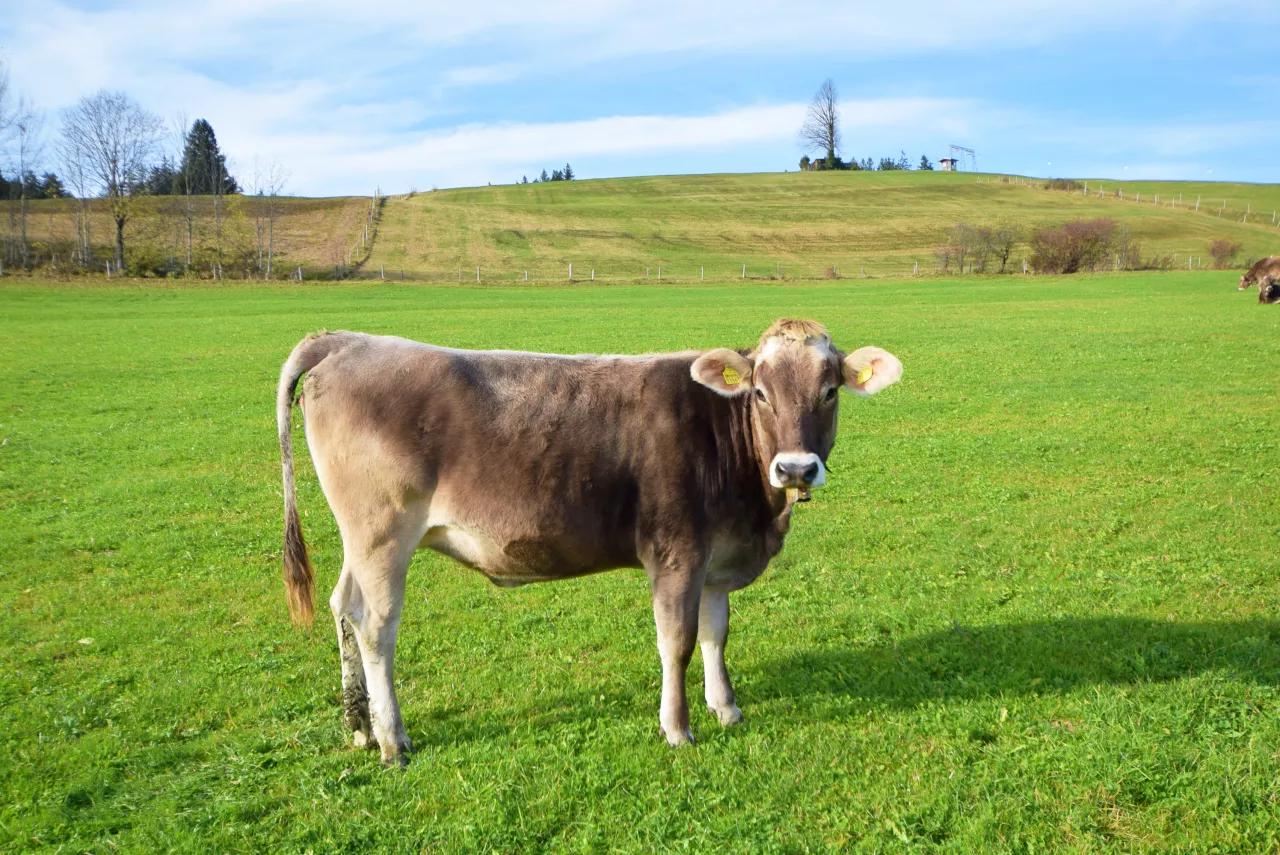 Tiere auf dem Urlaubshof