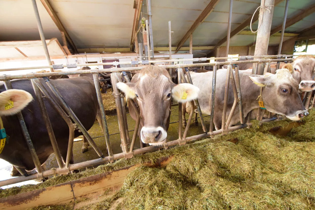 Tiere auf dem Bauernhof