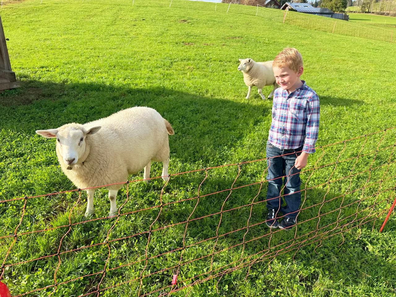 Kinder und Tiere